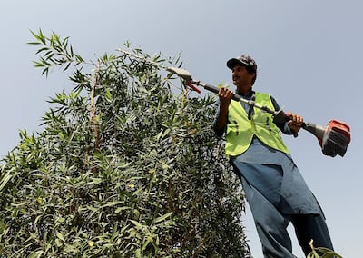 A Municipality worker cuts down a Damas tree in Umm Al Qwain. Satish Kumar / The National