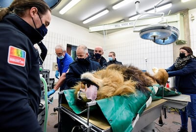 Thor the lion had sired five cubs in a year. Reuters