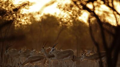 Sir Bani Yas Island nature reserve is home to some 13,000 animals. Karim Sahib / AFP