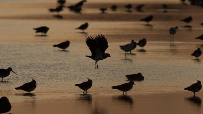 Wading birds including Avocet, Lapwing, Redshank and Bar Tailed Godwits gather on a pond at the RSPB's Cliffe Pools reserve at sunset in London, England. Getty Images