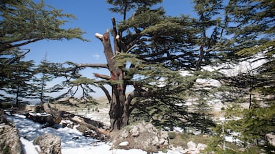 Lebanon's oldest cedar grove is known locally as Arz al-Rab or Cedars of God. All photos: Walid Sader for The National