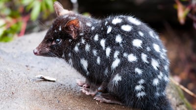 Eastern Quoll (Dasyurus viverrinus). Getty Images