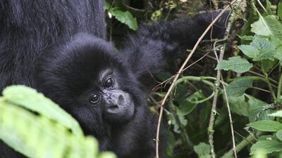 A young member of the Agashya family of mountain Gorillas frolicking in dense undergrowth at the Virunga National park in Rwanda. AFP