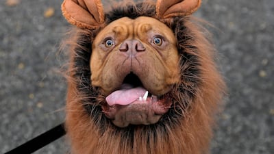 Frankie the French mastiff poses while dressed as a lion at the Tompkins Square Halloween Dog Parade in Manhattan, New York City. Reuters
