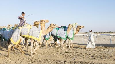 Camels on the race track. The Al Dhafra Festival is run under the patronage of Sheikh Mohammed bin Zayed, Crown Prince of Abu Dhabi and Deputy Supreme Commander of the Armed Forces.