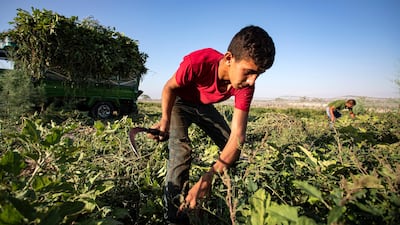 A worker at a field in the Jordan Valley south of Amman. EPA