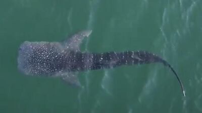 The six-metre whale shark had found itself in troubled waters