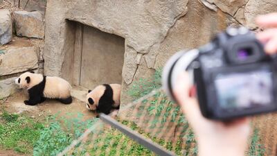 Twin female giant panda cubs, Rui Bao and Hui Bao, are revealed to the public at Everland park in Yongin, South Korea. EPA