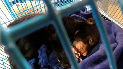 A Malayan sun bear was among the animals found. They have been transferred from a veterinary centre to a government wildlife care facility.