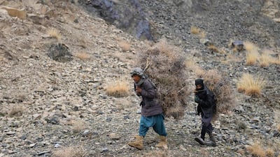 Youths carry firewood along a hillside on the outskirts of Herat. AFP