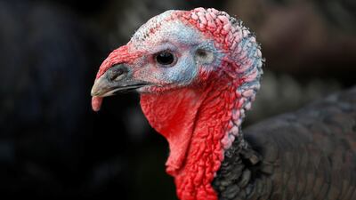 A bronze turkey at a farm in Chelmsford, north-east of London. Reuters