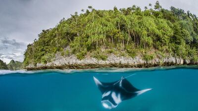 Two types of rays exist in Indonesia, the manta and the mobula. Both are killed for their plankton-filtering gills, which are used for medicinal concoctions, mainly in China. AFP / Conservation International