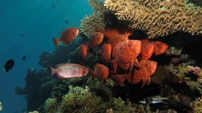 Palau has become the first country to ban reef-toxic sunscreen.