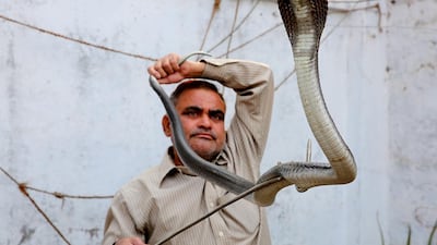 Indian snake catcher, Mohammed Saleem, catches a king cobra snake at a house in Bhopal, India. A snake catcher for the last 30 years, he has caught thousands of different snakes including cobras, Russell's vipers, pythons, and red snakes transporting and releasing most into jungle areas far away from residential sites. He also runs a public education program about snakes to eradicate superstitions and myths associated with them. Sanjeev Gupta / EPA