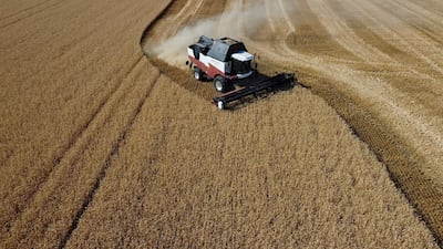 Wheat planting is down in many parts of the world due to low rainfall. Reuters