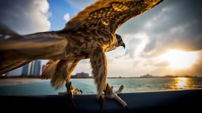 The photography was commissioned for the Falcons of Arabia book, which is published by Professional Sports Group and will be launched at the Abu Dhabi Book Fair on May 8.