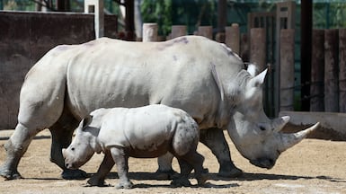 Salam, a southern white rhino calf born at Dubai Safari Park on March 1, with his mother Olive. Chris Whiteoak / The National