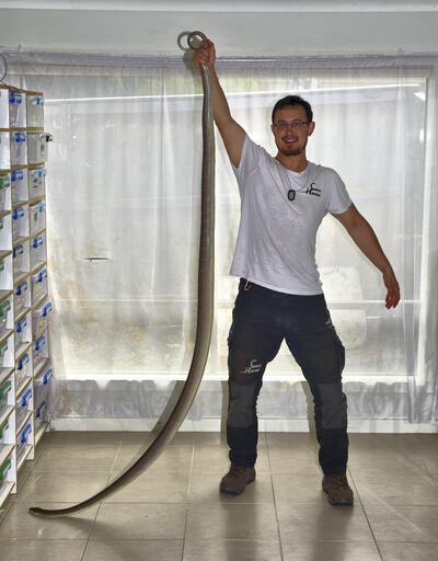 Snake catcher Mark Pelley demonstrates the length of one of the snakes he caught. Photo: Ronan O’Connell
