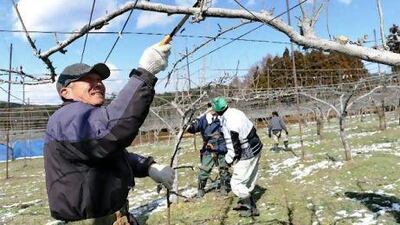 Farmers prune pear trees in Fukushima prefecture this week. Lettuce contaminated with radiation above the legal limit has been found at a wholesale market in Japan, shipped from a farm north of Tokyo, officials said.