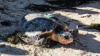 Three rescued loggerhead turtles were released into the Mediterranean off Tunisia on Sunday, one with a tracking beacon glued to its shell to help researchers better protect the threatened species. All photos: AFP