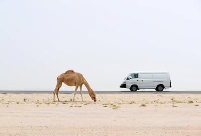 A camel grazes near a road on a hazy dusty day in Dubai