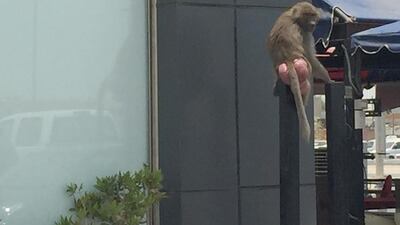 Megan the baboon foraged for food near the Baqala in Mussaffah Industrial Zone before her rescue on Wednesday. Christoper Pike / The National