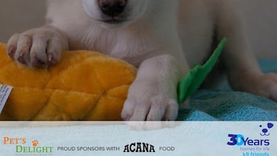 Stormy was brought to K9 as a very young puppy with her mum and six siblings. She is an adorable, friendly girl. She is now nearly three months old, fully vaccinated and ready for her forever home. Courtesy K9 Friends Dubai