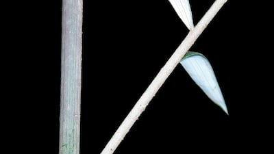 It is one of more than 170 plants and fungi previously unknown to science which have been named for the first time in 2024