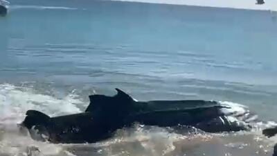 A group of fishermen are seen in a screengrab pushing the whale back into the water after it was caught in their nets.