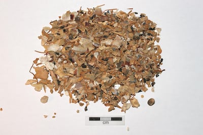 A sample of fish bones, which were sorted by species. Courtesy: Kevin Lidour