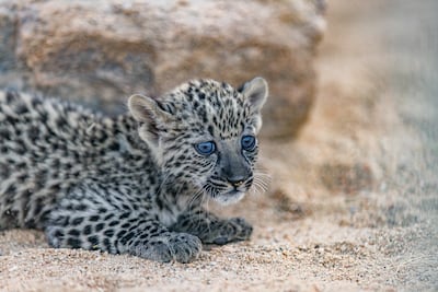 Fewer than 200 Arabian leopards are thought to live in the wild. Photo: Royal Commission for AlUla