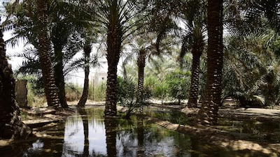 Al Ahsa Oasis in eastern Saudi Arabia is officially the largest oasis in the world according to Guinness World Records. IPOGEA