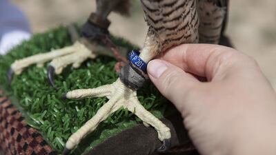 Head Falconer Saif al Khaili (left) and head training falconer Khamis al Hamadi of the office of the Crown Prince of Abu Dhabi anticiapte the release of their falcons Aktau, Kazakhstan. Silvia Razgova / The National