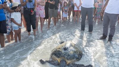 Cared for by a team of people at the aquarium underneath the Burj Al Arab, Farah was transferred to the lagoon at Jumeirah Al Naseem before being released into the ocean.
