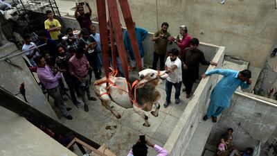 A bull is brought down from the rooftop of a house where it was raised to be sold for Eid Al Adha in Karachi. AP