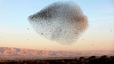 A murmuration of starlings in the Jordan Valley in the West Bank along the border with Jordan. AFP