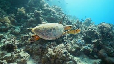 The Red Sea is home to hawksbill turtles. Courtesy The Red Sea Development Company