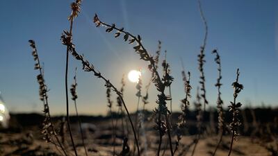 Desert landscape at sunset in Ajman. Pawan Singh / The National