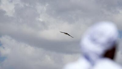 Head falconer Saif al Khaili of the private office of HH Sheikh Mohammed bin Zayed al Nahyan releases a female peregrin falcon in Aktau, Kazakhstan. Silvia Razgova / The National