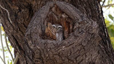 An owl sits in a tree hole in Ajmer in the Indian state of Rajasthan. Himanshu Sharma / AFP Photo