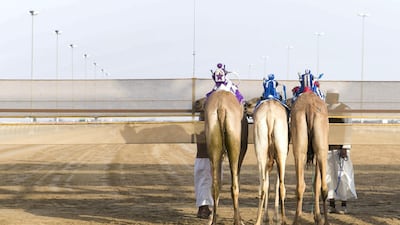 “There is prize money and there are daggers and there are swords to be won,” said Rashid Ali, a press editor at the Dubai Camel Racing Club.