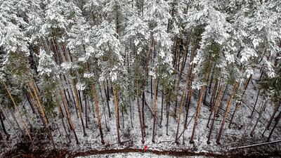 A woman walks along a snow covered forest edge following a snowfall outside Moscow. AFP