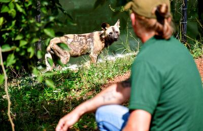 Thomas Price, executive director of the Conservation Through Commercialisation conservation park, looks at an African wild dog imported from South Africa. Reuters