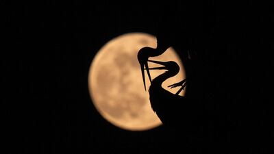 The full moon rises behind two white storks during their courtship in a nest on top of a chimney in Rust am See, Austria. EPA