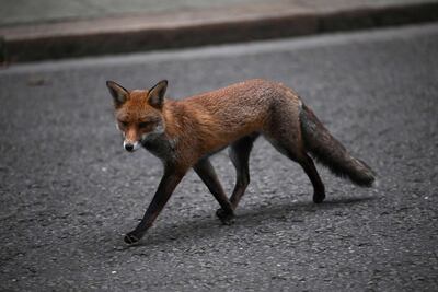 Bird flu has been found in nine mammals in the UK, including foxes. AFP