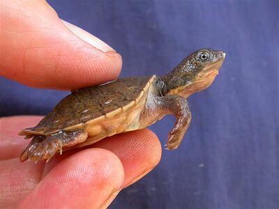Hatchlings were once known as pet shop turtles, or penny turtles. Marilyn Connell