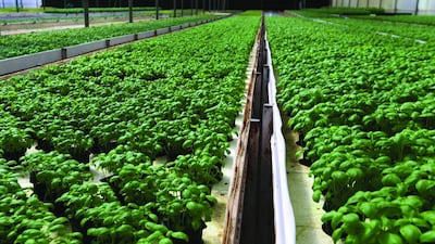 Rows of basil plants at the Emirates Hydroponics Farms, which supplies many wholesalers and hypermarkets. It’s one of the UAE’s longest established hydroponic farms. Delores Johnson / The National
