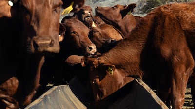 Cattle feed from a trough on a drought-affected farm near Armidale in regional New South Wales. AFP