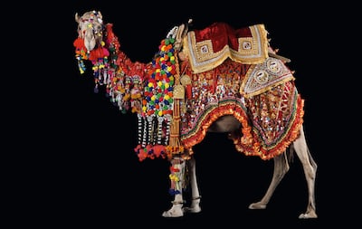 Decorative tradition of adorning camels with colorful handcrafted tassels and woven ornaments, found across camel-rearing cultures in parts of Asia. Photo: Assouline