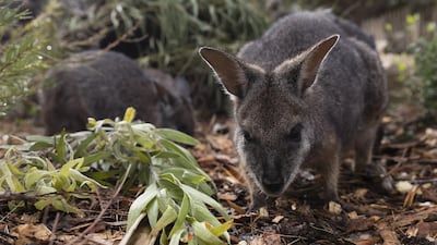 A long-nosed potoroo is pictured at Taronga Zoo in Sydney, Australia. Getty Images